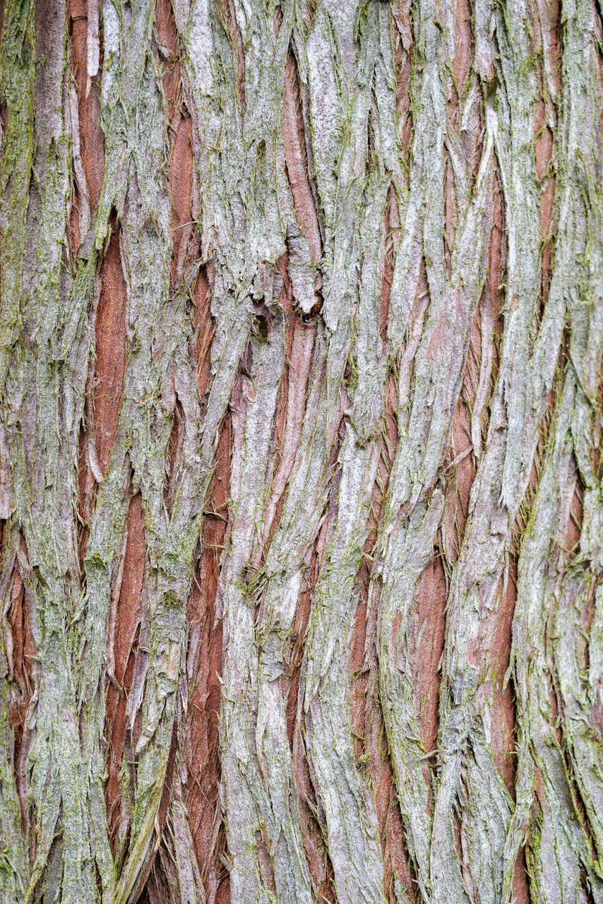 樹の上 Cryptomeria japonica | Japanese cedar - Pepinierele Van den Berk